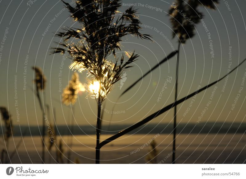 Schilf Schilfrohr Licht ruhig kalt See gefroren Ammersee Bayern Sonnenuntergang unberührt schön Stimmung Winter tiefstehend Sehnsucht Romantik Außenaufnahme