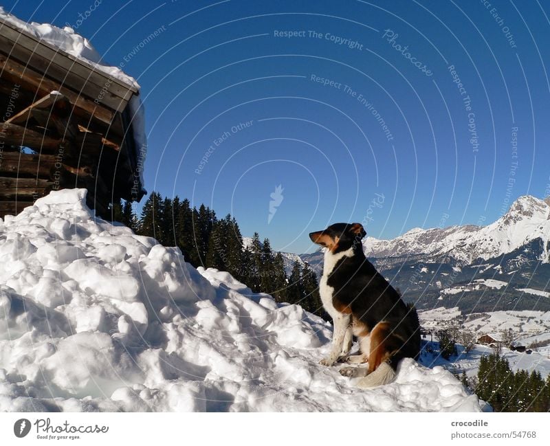 Gipfelstürmerwauwau Hund Holz Baum Winter weiß grün braun grau Schnauze Schwanz Säugetier Berge u. Gebirge Schnee Hütte Sonne Himmel Tal Blick view dog mountain