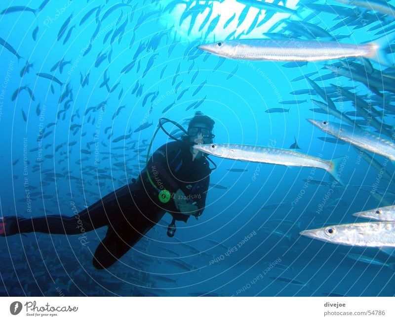 Taucherin in Barakudaschwarm tauchen Ägypten Dahab türkis Meer Unterwasseraufnahme Luftblase Korallen Fischschwarm Barracuda diving blue hole sharm el sheikh