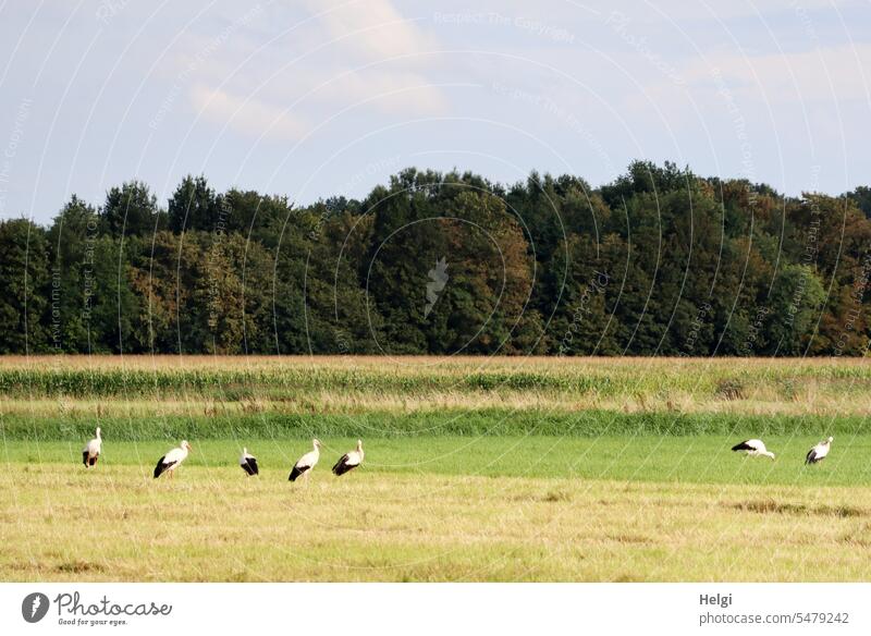 Sieben Störche auf Futtersuche Vogel Storch Weißstorch sieben 7 Gruppe Jungstörche Wiese Feld Natur Landschaft Spätsommer Baum Strauch Himmel Außenaufnahme Tier