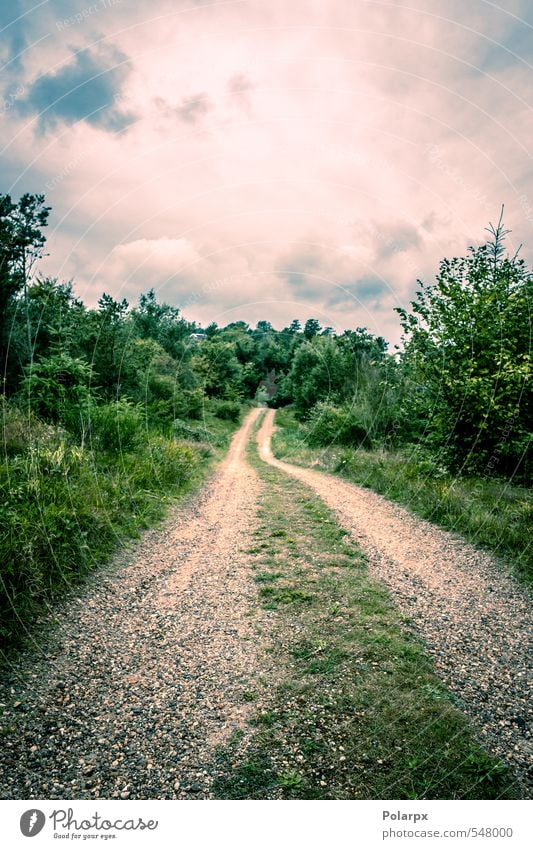 Naturpfad schön Sommer Umwelt Landschaft Luft Himmel Wolken Horizont Herbst Wetter Baum Blatt Park Wald Straße Wege & Pfade wild gelb grün Farbe vertikal Szene