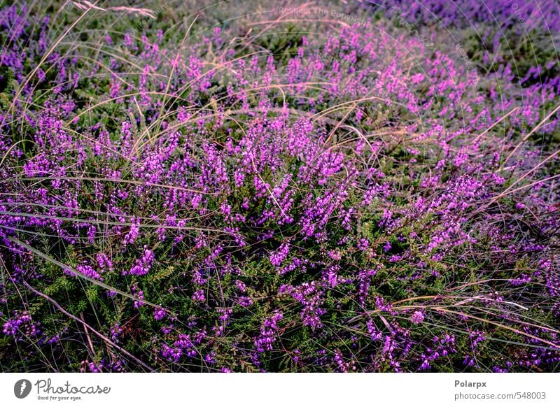 Heidekraut schön Sommer Garten Dekoration & Verzierung Natur Landschaft Pflanze Herbst Blume Gras Blüte Wiese natürlich wild grün rosa Farbe Bergheide purpur