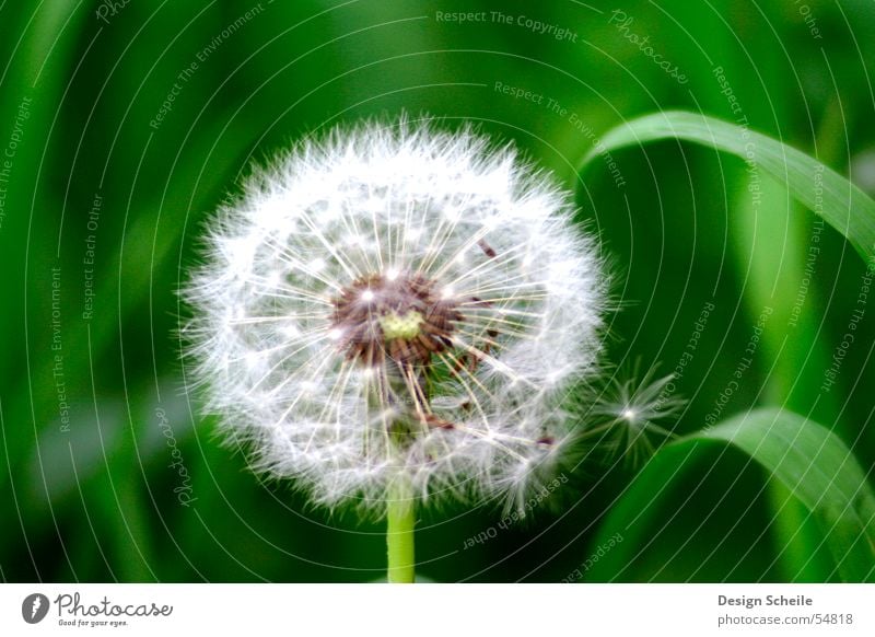 Flauschig Blume Löwenzahn grün Dinge Wiese Garten Natur Nahaufnahme detailansicht