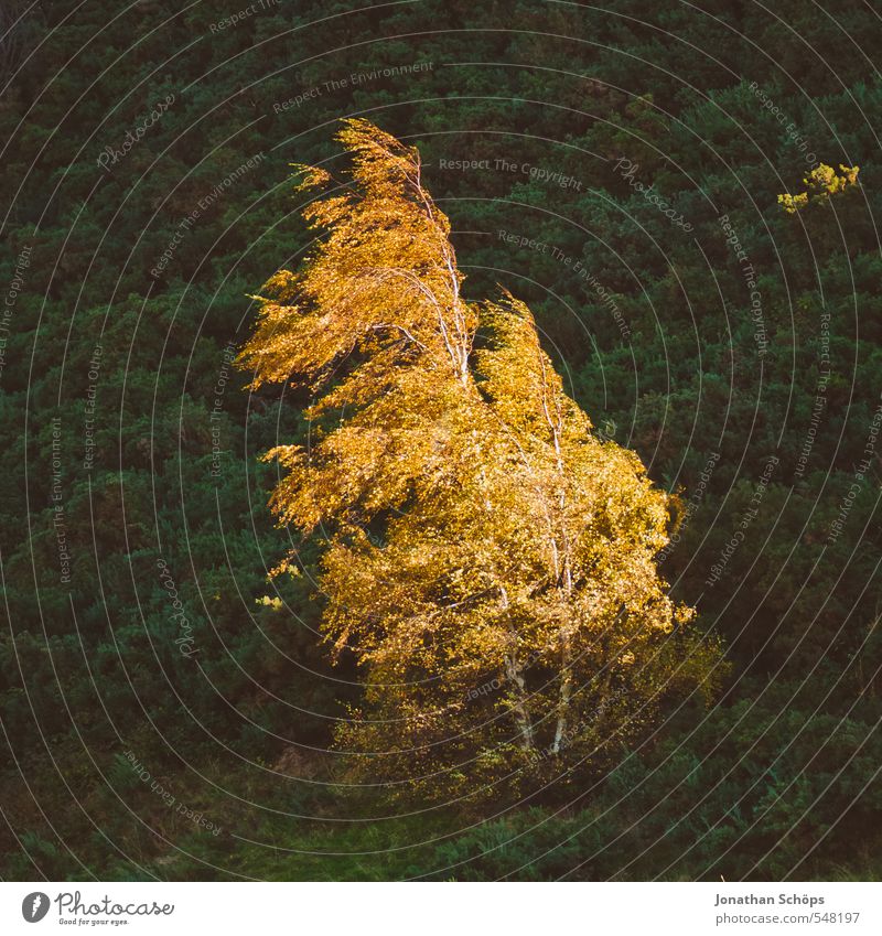 leuchtender Baum Umwelt Natur Landschaft Herbst Schönes Wetter Pflanze Wald Hügel hell orange Herbstfärbung Wind leuchtende Farben einzeln Birke Berghang