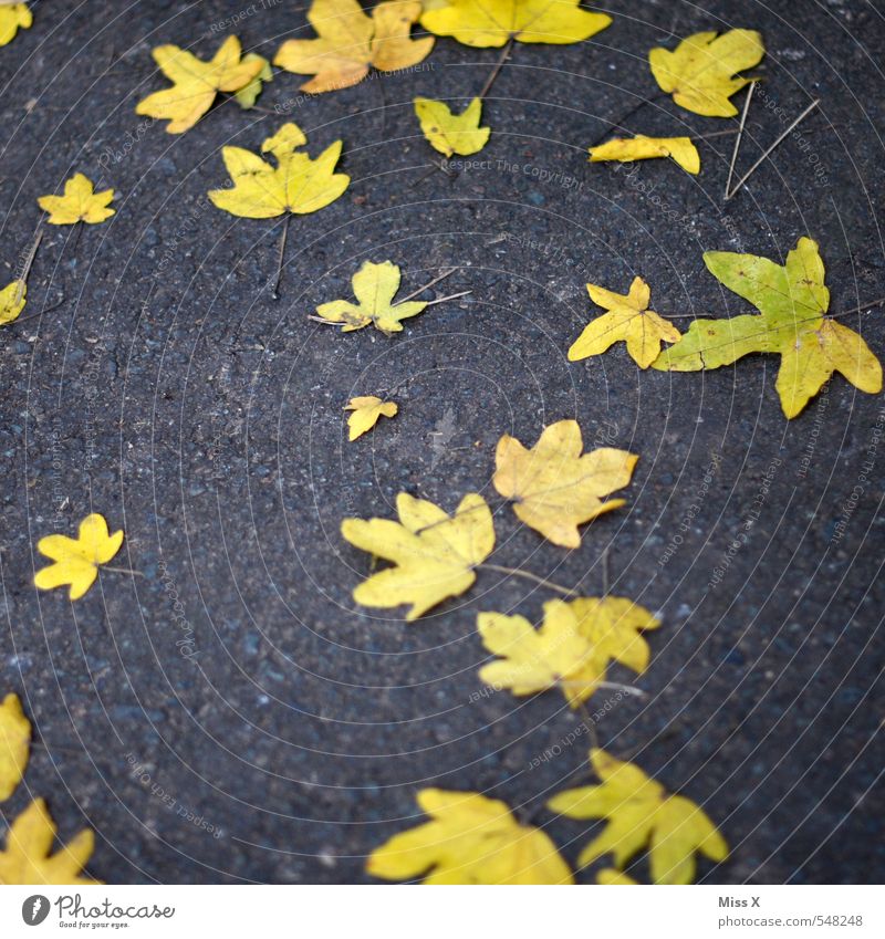 Sterne Himmel Nachthimmel Herbst Blatt Straße blau gelb Stern (Symbol) Sternenhimmel Sternenzelt Ahornblatt Herbstlaub Herbstfärbung herbstlich Asphalt