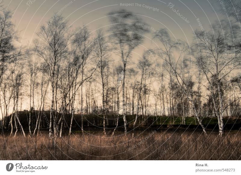 Birken im Wind Umwelt Natur Landschaft Pflanze Herbst Schönes Wetter Sturm Baum Moor Sumpf natürlich Stimmung Einsamkeit mystisch Hügel Farbfoto Menschenleer