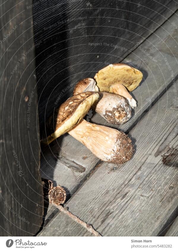 Pilze liegen zur Hälfte im Schatten einer Veranda aus Holz Pilze sammeln Herbst Wald Lebensmittel frisch Nahrung Geschenk der Natur organisch Stillleben wild