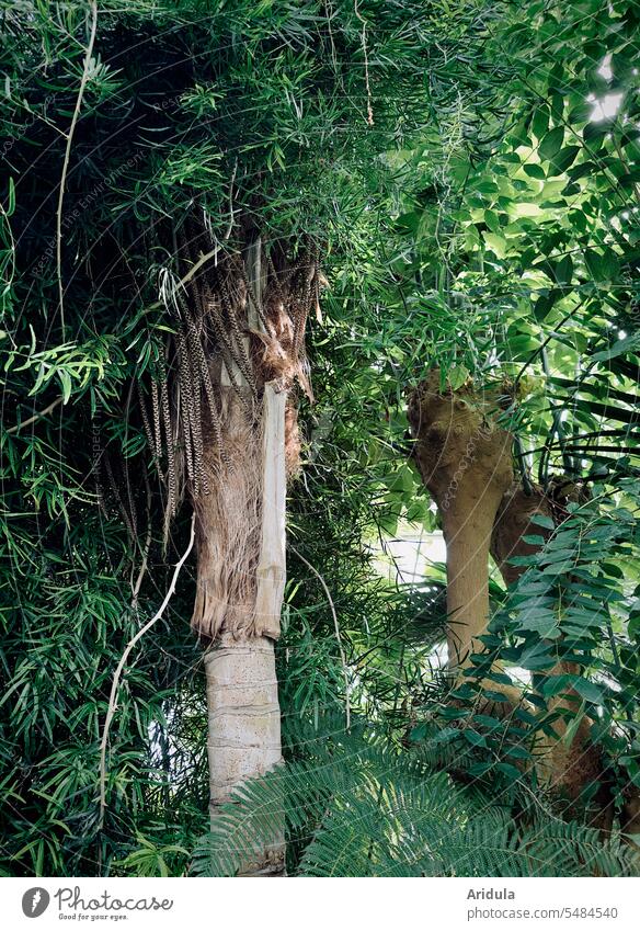 Subtropische grüne Pflanzen in einem Gewächshaus subtropisch Grünpflanze Blatt exotisch Natur Garten botanisch Botanik Botanischer Garten Blätter Urwald