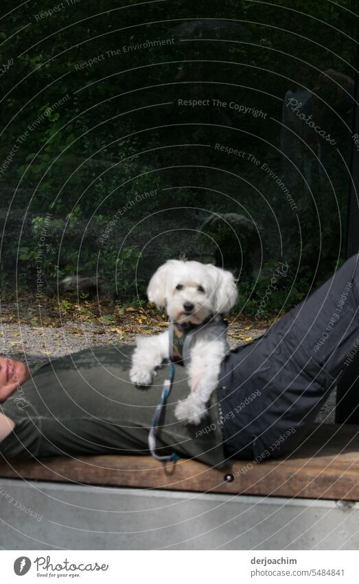 Zwei die eine Pause brauchen. Hundeblick Außenaufnahme Tier Blick Tierporträt Blick in die Kamera Schnauze Tiergesicht Tierliebe Farbfoto Wachsamkeit Nase