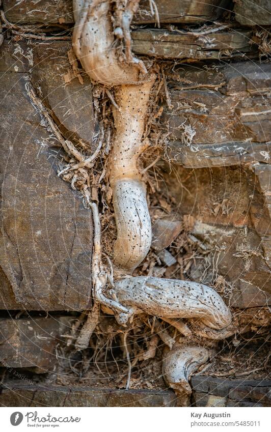 Wurzel  Verflechtung im Mauerwerk Wurzel Verflechtung im Mauerwerk mauerwerk strukturen wurzel schiefer natur verflechtung netzwerk naturschutz entflechtung