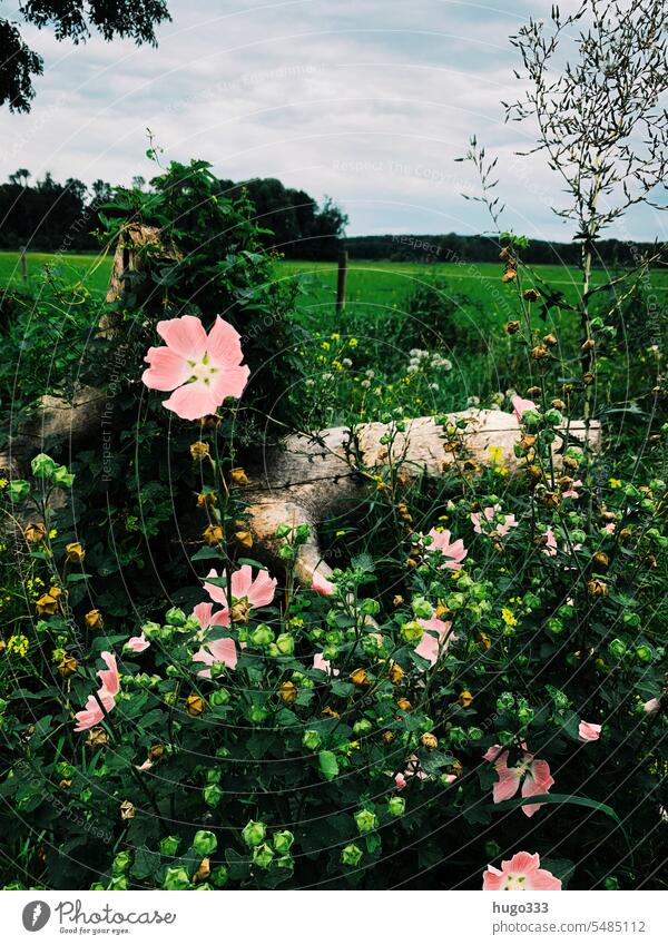 Malve im August malve pflanze Natur Detailaufnahme Grün natürlich wachsen blühen Sommer Nahaufnahme leben Blätter baum sommerlich Malvaceae Malven" rosa