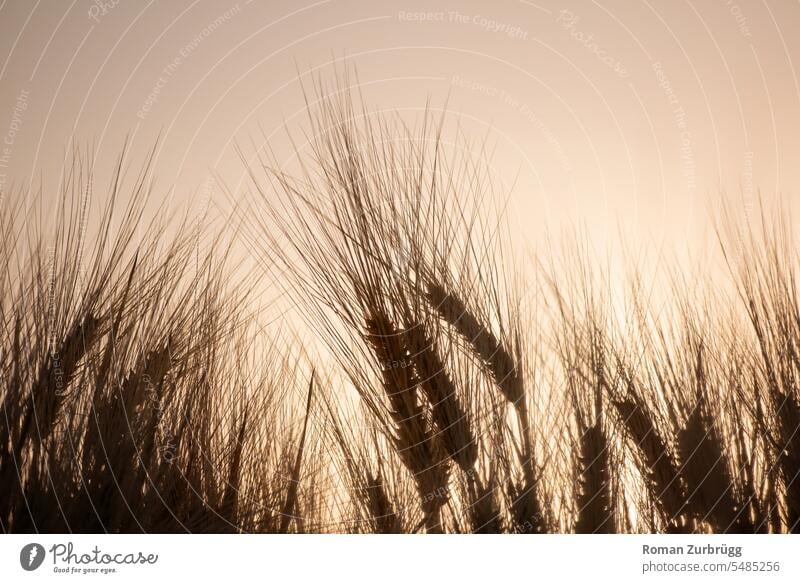 Getreidefeld bei Sonnenuntergang Kornfeld Ähren Nutzpflanze Landwirtschaft Feld Sommer Ackerbau Ernährung Weizen Wachstum Ernte Lebensmittel Weizenfeld