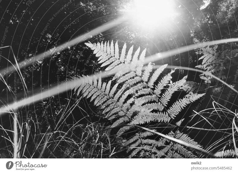 Gefarn im Verzug Wald Pflanze Farn Farnblätter Natur Wachstum Botanik Umwelt natürlich Echte Farne Schwarzweißfoto Froschperspektive filigran Grashalme