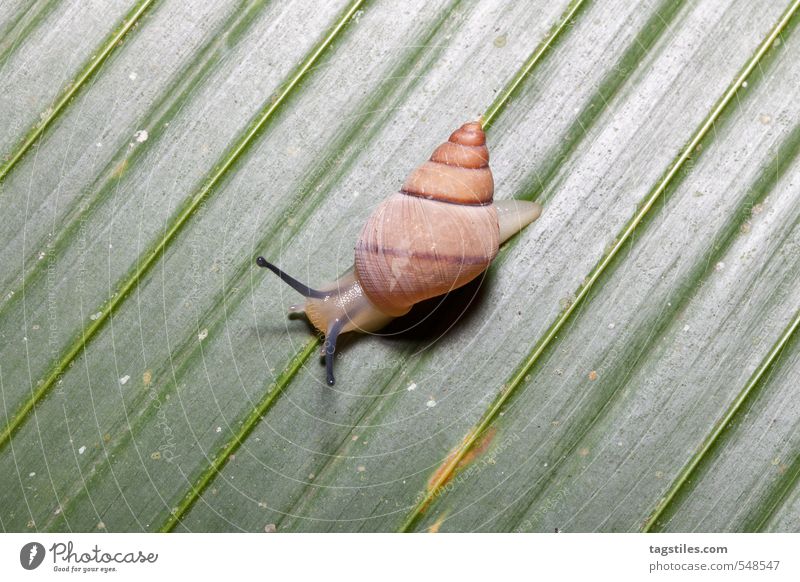 SCHNEGGE Schnecke Blatt Linie parallel gerade Natur Makroaufnahme Nahaufnahme Schneckenhaus Seychellen Afrika Fühler krabbeln Reptil funktionierend Praslin