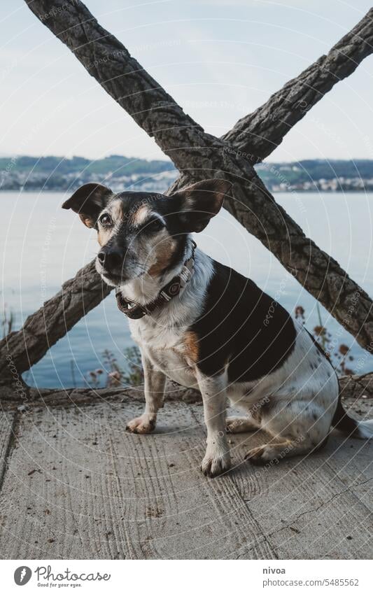 Jack Russell Terrier macht sitz vor dem Zürichsee Jack-Russell-Terrier zürichsee sitzen Hund gehorsam Herbst Halsband Treue warten intelligent klein weiß