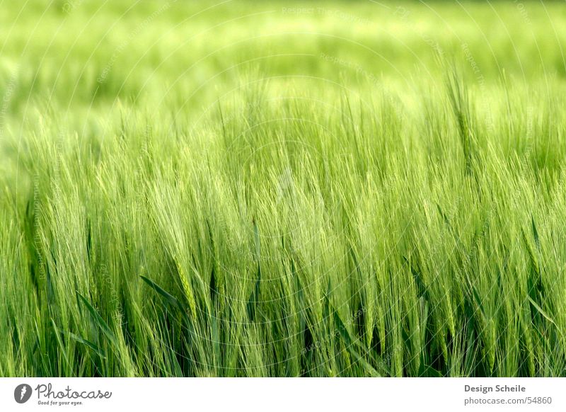 Im Wind Ähren Frühling grün Feld Landwirtschaft Getreide Natur Nahaufnahme ornfeld