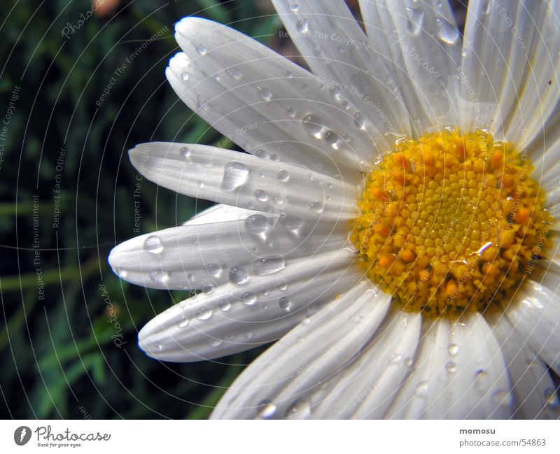 benetzt Blume Blüte Frühling Sommer margarithe Wassertropfen Detailaufnahme