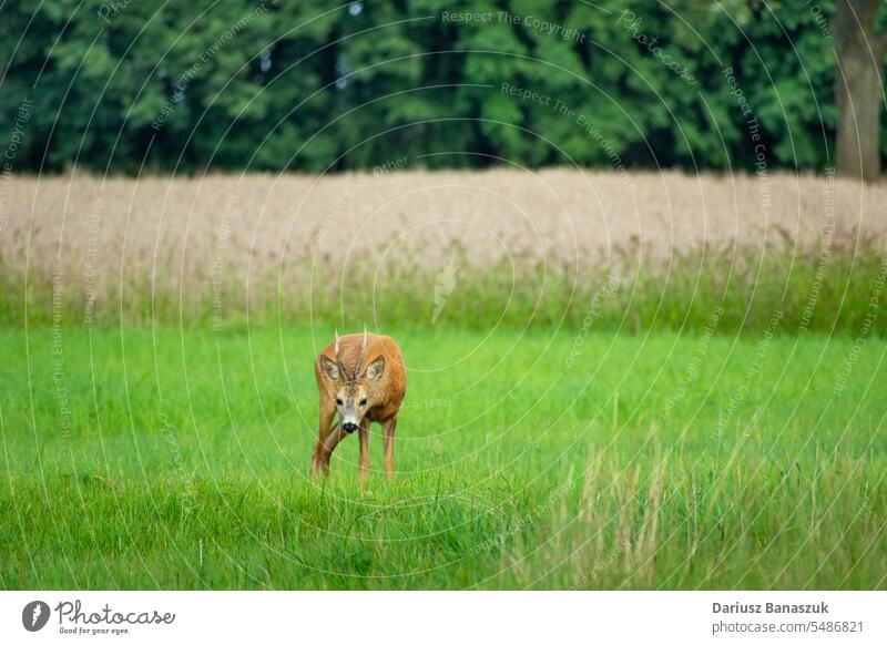 Rehwildmännchen auf der Wiese Hirsche Tier Gras Tierwelt Säugetier Natur capreolus capreolus capreolus Bock männlich Fell Feld Sommer Spiel Fauna im Freien