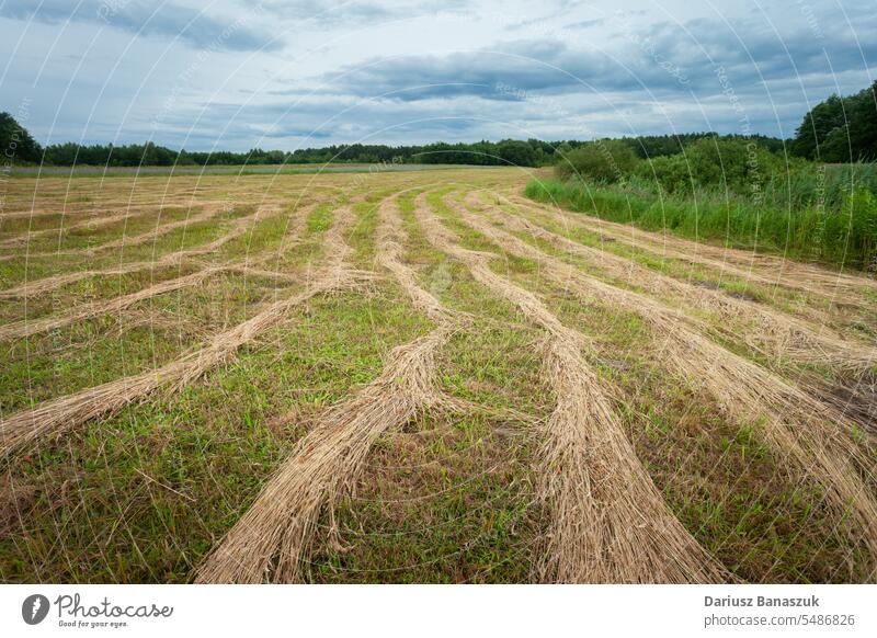 Gemähtes Gras auf der Wiese und bewölkter Himmel, Sommeransicht mähen Ernte Heu Feld grün gemäht Natur Landschaft Saison Ansicht ländlich blau Ackerbau