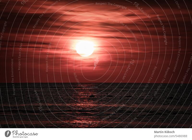 Sonnenuntergang, Schwäne schwimmen auf dem beleuchteten Meer. Leichte Wellen. Naturfoto, Ostsee Schwarm Vogel Möwe Sandstrand Sonnenstrahlen Sonnenschein