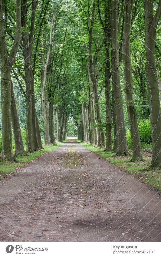 Baumallee im Spätsommer Laubfall Photosynthese Chlorophyll Jahreszeiten Farbstoff Astronomisch Waldweg Naturpark Rheinland Laubwald Laubbäume Bäume Laubweg