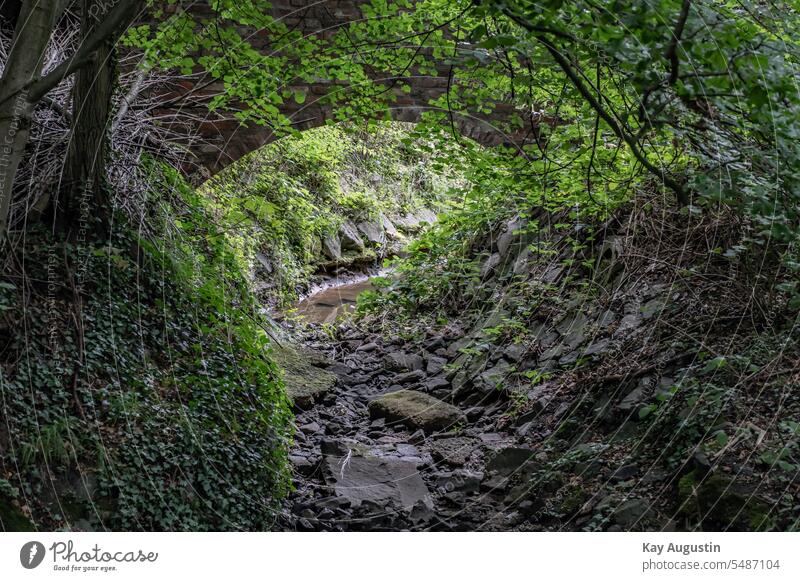 Barocke Brücke am Pingsdorfer Bach Wildbach Wasserlauf Natur Außenaufnahme Farbfoto Landschaft Wald Umwelt Baum Felsen Pflanze grün natürlich Flussufer