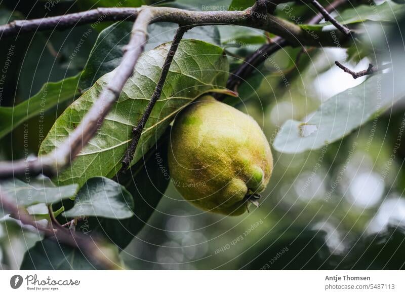 Quitte am Baum hängend mit Bokehpunkten im Hintergrund Quittenfrucht Quittenbaum Frucht Herbst gelb grün Lebensmittel Ernte Obst frisch natürlich pelzig