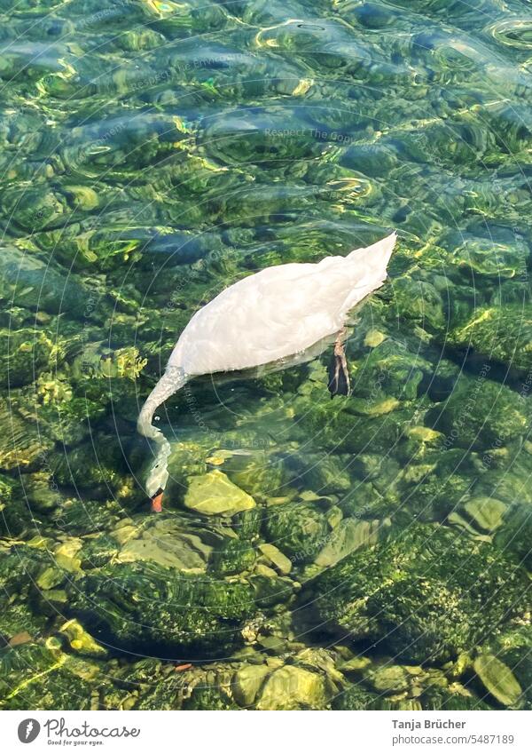 Schwan mit Kopf unter Wasser Wasservogel Vogel Futtersuche Auf Futtersuche klares Wasser See weiß Im Wasser gründeln Kopf im Wasser Natur Farbfoto Außenaufnahme