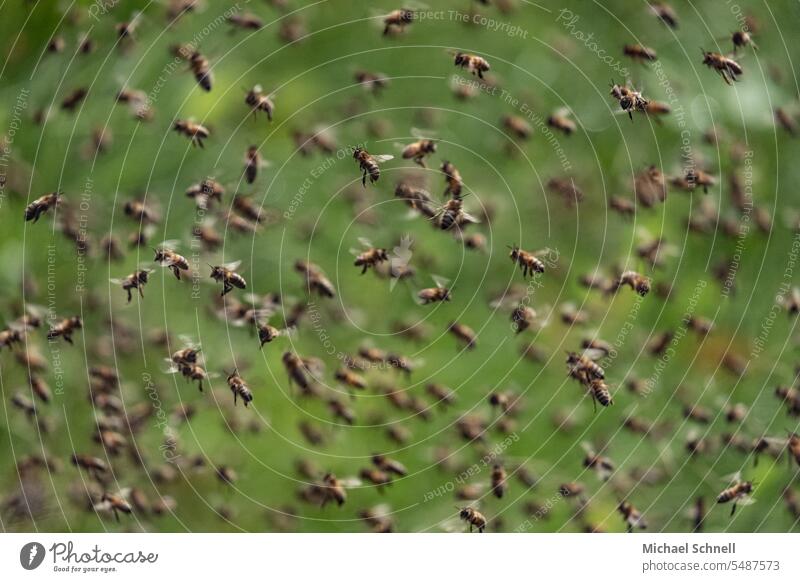 Bienengewimmel Bienenstock Bienenzucht Imker imkern Insekten Honigbiene Bienenkorb Lebensmittel Arbeit & Erwerbstätigkeit fleißig Fleiß fleißige Biene