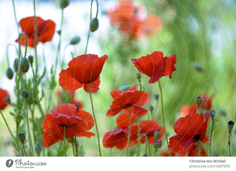 Klatschmohn Mohn Wildblumen Sommer Licht Mohnwiese Klimaschutz Wiese schön rot Blühend Sonnenlicht Umwelt Umweltschutz Mohnliebe friedlich Idylle sommerlich