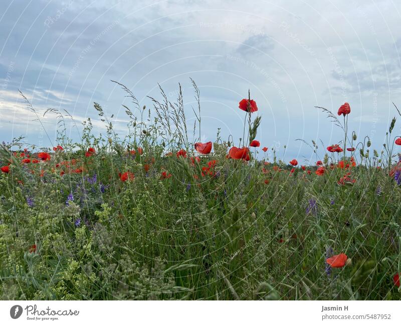 Mohnblumenwiese Mohnblumen im Sommer, rote Mohnblumen, Natur Blüte Mohnblüte Wiese Umwelt Menschenleer blühen Wildpflanze Farbfoto Pflanze Außenaufnahme