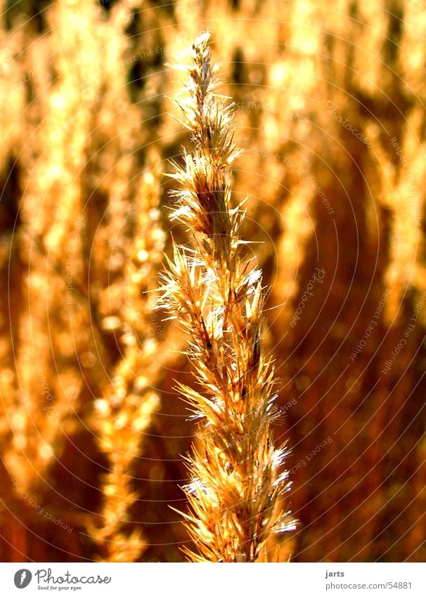 Im Gras Wiese Licht Wald schlif Natur Sonne jarts