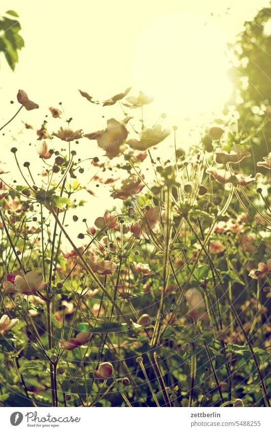 Herbstanemonen blühen blüte erholung ferien garten herbstanemone kleingarten kleingartenkolonie menschenleer nachbarschaft natur pflanze ruhe saison