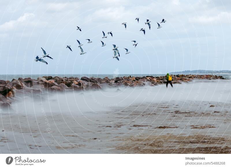 Wellenbrecher, Steine und ein Mann, der in einem windigen Sandsturm am Strand spaziert. Wilde Brandung mit Wellen. Schwarm Möwen, die über das Meer fliegen. Deutschland, Ostsee, Küste und stürmisches Wetter. Draußen in der Natur