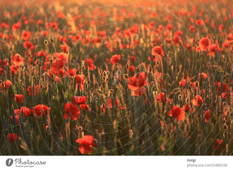 immer wieder | Mo(h)ntag Mohn Mohnblume Mohnblüte Feld Getreidefeld Klatschmohn Frühling blühen wachsen Sonnenlicht Abendsonne Abendstimmung stimmungsvoll