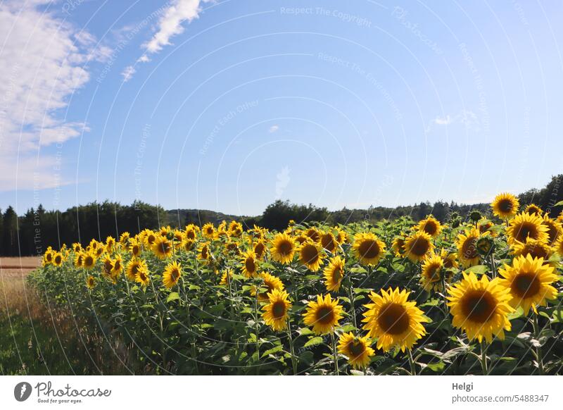 Sonntags-Sonnenblumenfeld Blume Blüte Wald Himmel Wölkchen Natur Landschaft Pflanze Nutzpflanze Farbfoto Außenaufnahme Sommer Sonnenlicht Umwelt Schönes Wetter