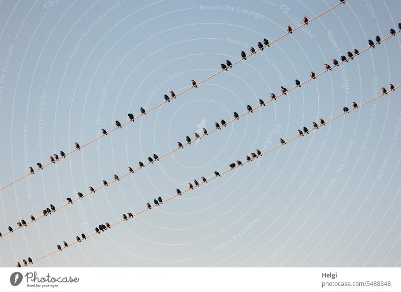 Starparade Vogel viele Zugvogel Versammlung Stromleitung sitzen warten rasten Staraufgebot nebeneinander Himmel wolkenloser Himmel schönes Wetter Sommer