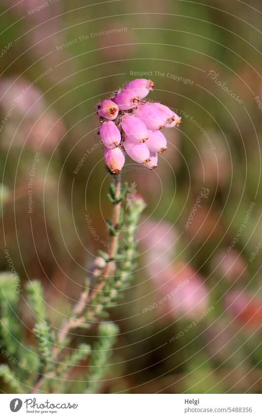 Glockenheide Moor-Glockenheide Heidekraut Heidekrautgewächs Blüte Sommer blühen wachsen Ericaceae Erica tetralix Zwergstrauch Blütenstand Sumpfglockenheide