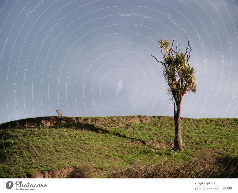 Cordyline Tree Baum Himmel Seeland Australien Wolken Palme Tanne Licht cordyline tree Berge u. Gebirge mountain sky new zealand clowd Schatten schadow brown gut