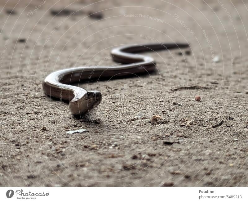 In manchen Lost Places ist man nie ganz allein. Da begegnet einem schon mal eine kleine Blindschleiche oder anderes Getier. Tier Farbfoto Tag Reptil Schlange