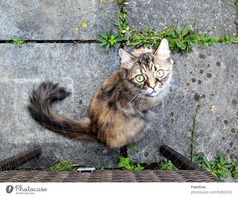 Hä? Du bist aber nicht mein Herrchen. Diesen flauschigen Perser-Maine Coon Mix hab ich im Sommer in Berlin gehütet. Mit großen Augen schaut mich die Katze a