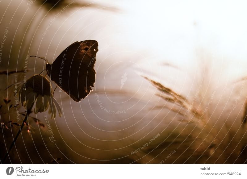 Butterfly Natur Pflanze Tier Schönes Wetter Gras Blüte Schmetterling 1 ästhetisch braun Farbfoto Gedeckte Farben Außenaufnahme Detailaufnahme Menschenleer