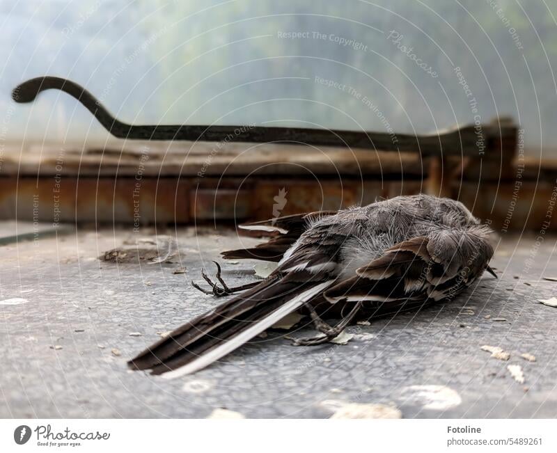 Lost Places bieten Tieren nicht nur Rückzugsmöglichkeiten. Dieser Vogel ist aber zu schnell gegen ein geschlossenes Fenster geflogen und starb. Feder Federn