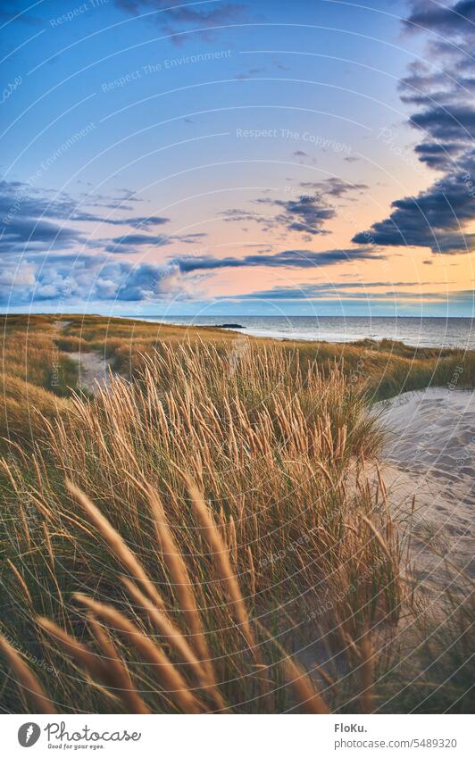 Dänische Küstenlandschaft nach Sonnenuntergang Dänemark Strand Dünen Nordsee Natur Sand Himmel Nordseeküste Ferien & Urlaub & Reisen Dünengras Landschaft Meer