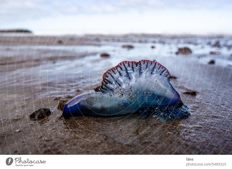 Portugiesische Galeere am Strand Marokko Küste Ferien & Urlaub & Reisen Meer Afrika Menschenleer Natur Qualle gestrandet Wasser Atlantik