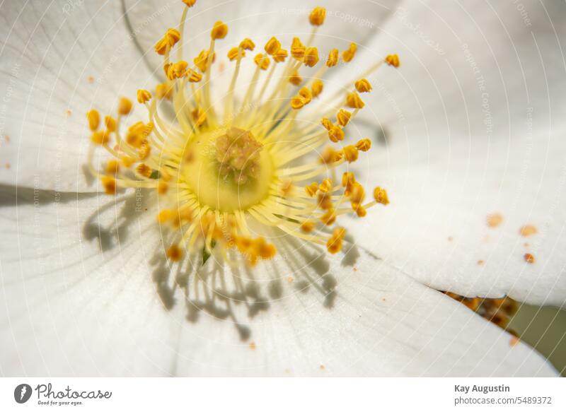 Hundsrose Flora Blüten Blütenpollen Pflanze Garten Blume Frühling Nahaufnahme Blütenblatt blühen Natur Kletterpflanzen Sommer Blühend Farbfoto Gelb natürlich