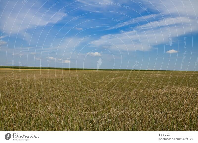 Gelber Weizen auf Feld über szenische blauen Himmel. Das Feld ist bereit für die Ernte. Getreide Sommer Landwirtschaft Kornfeld Ackerbau Weizenfeld Nutzpflanze