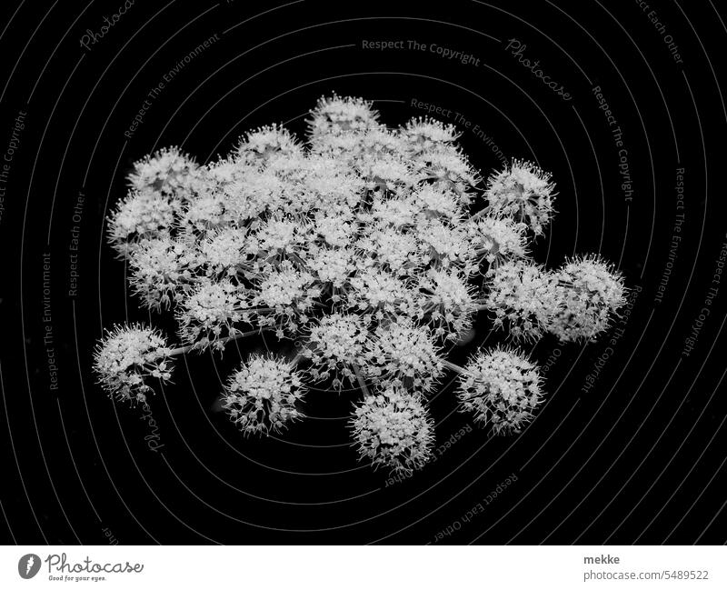 florales Feuerwerk Blüte Blüten Blume Blühend Dolden Pflanze zart Blumen Staude Kugeln Rund Wasserschierling Cicuta virosa Wüterich weiß schwarz Schwarzweißfoto