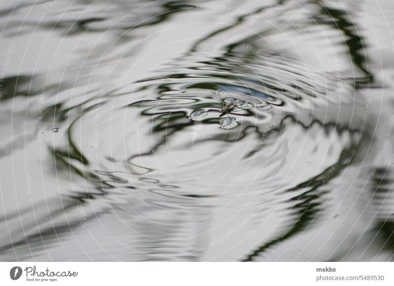 Grenzwertig | Wasserläufer balanciert auf der Grenze zum Untergang Wasseroberfläche Oberfläche Wellen Reflexion & Spiegelung See Teich Natur ruhig Seeufer