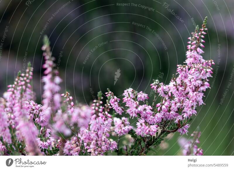 blühendes Heidekraut Heideblüte Besenheide Calluna vulgaris wachsen Sommer Moor Nahaufnahme Detailaufnahme Natur Heidestrauch natürlich heimisch rosa lila